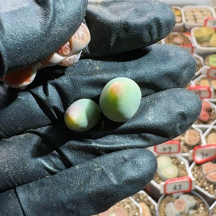 C****g生石花1111111。 167