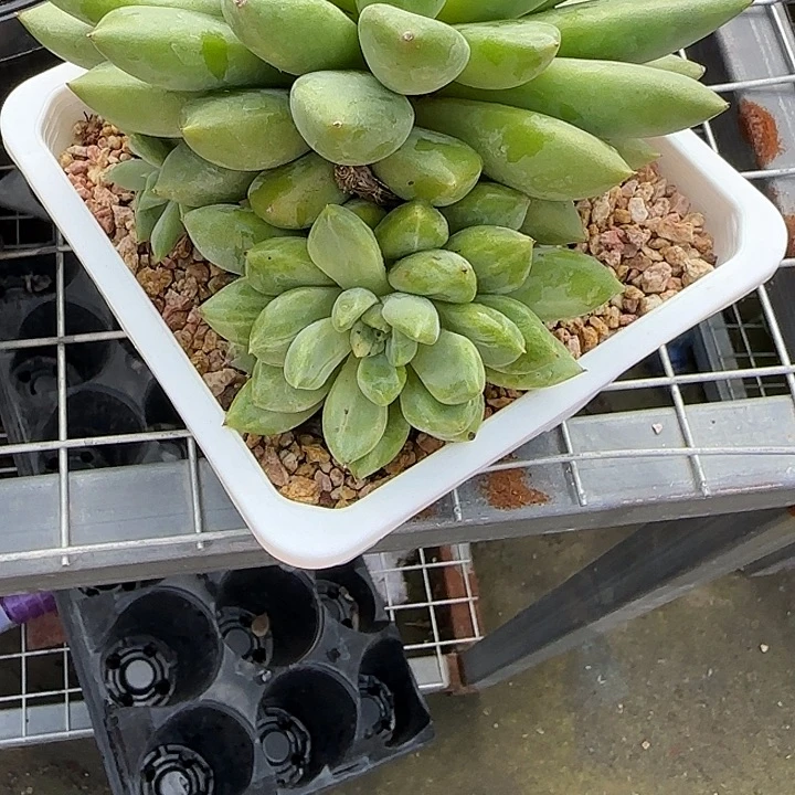 青蛙王子儿童牙膏11