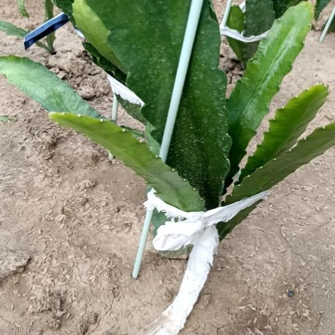 云***水完全开放令箭何花东北小粉