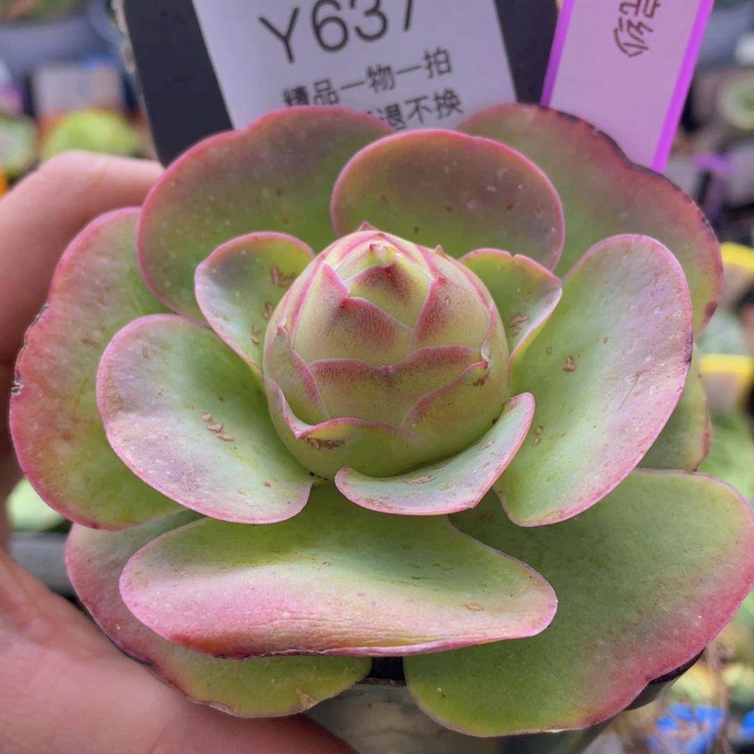 浣纱多肉637一物一拍