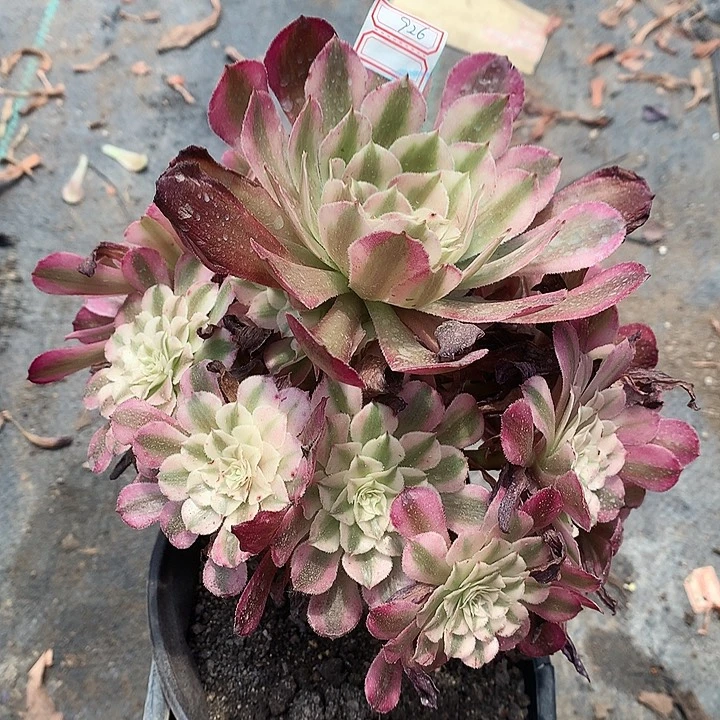 926铜壶白多肉植物