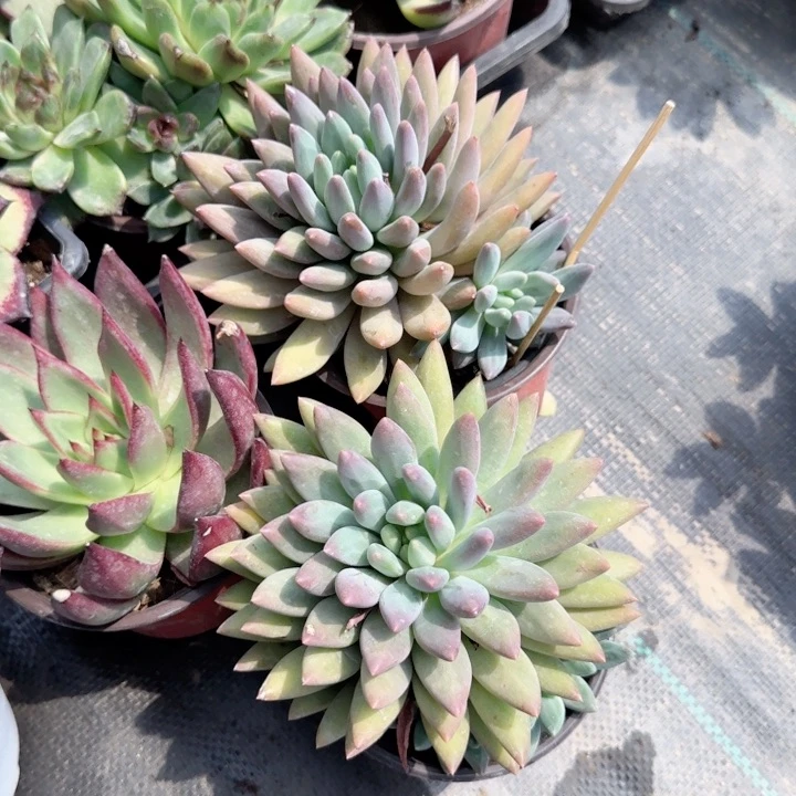 无花朵所罗门大单头带崽特价多肉