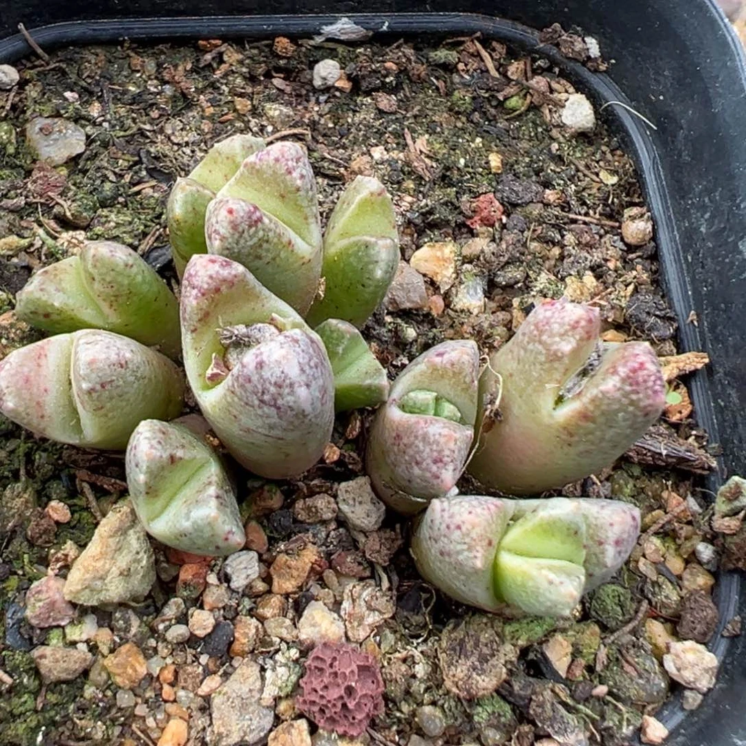 11.19好看的多肉脱土发货890