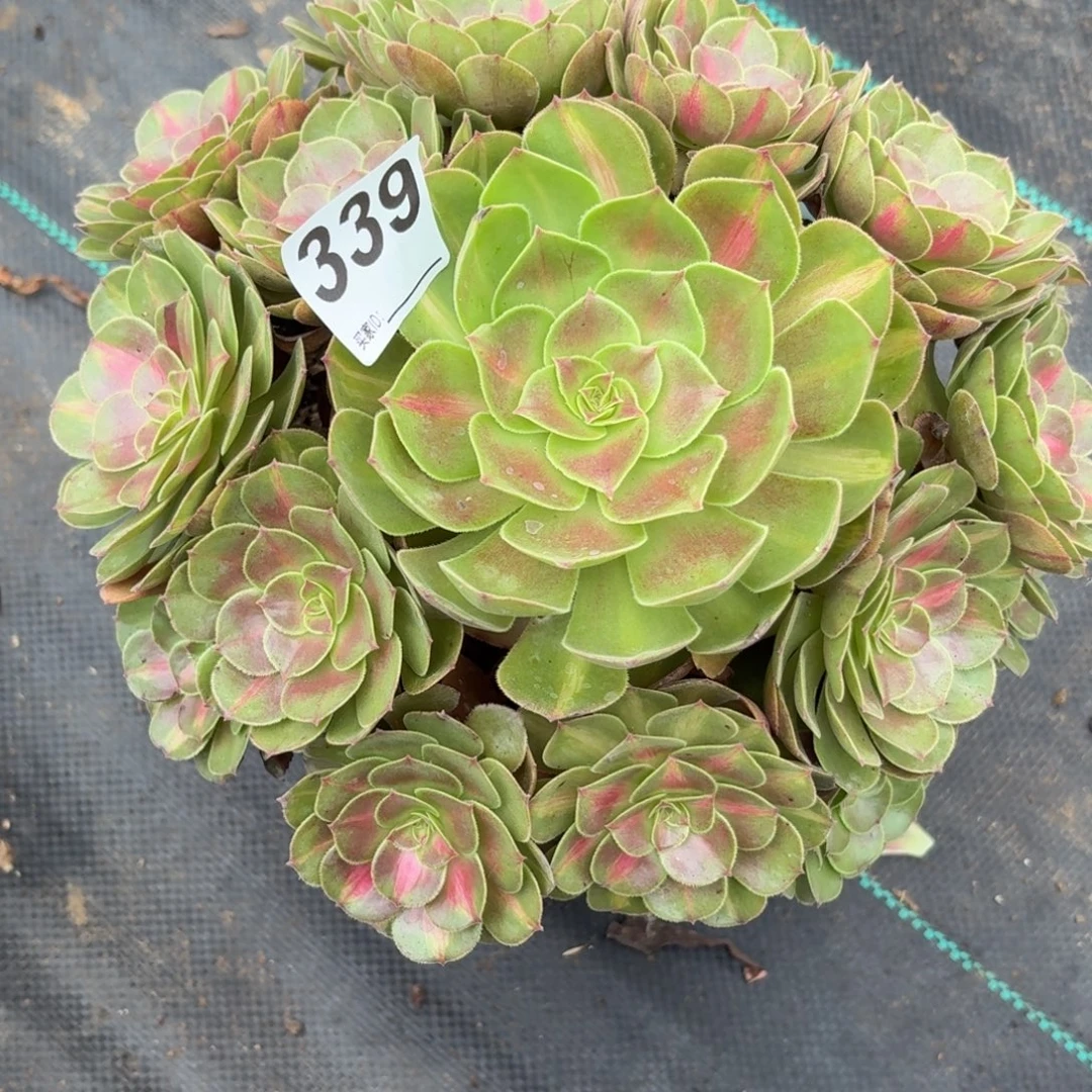 339抹茶多肉植物发货