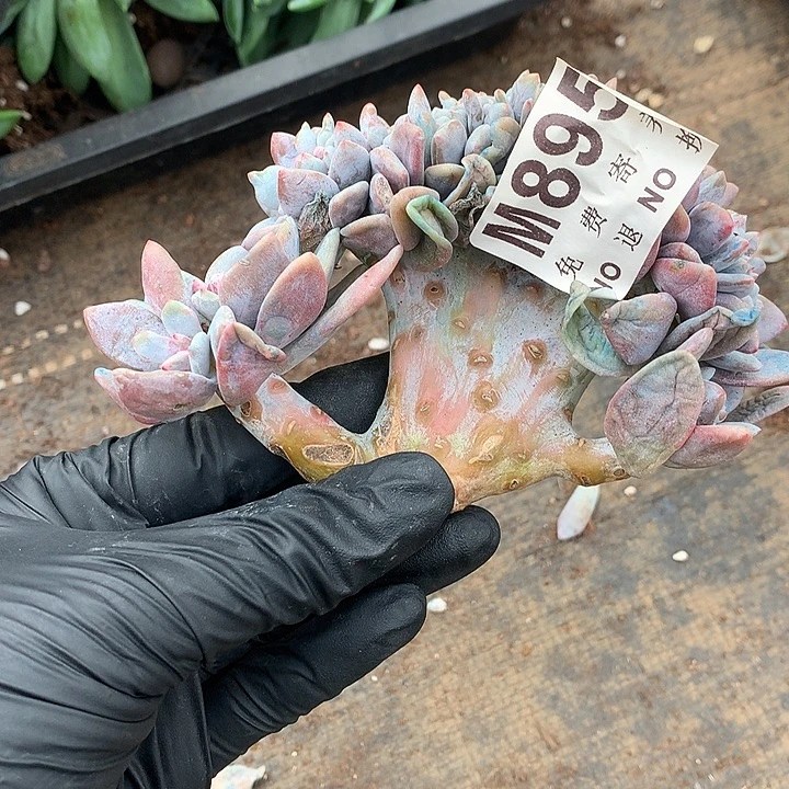 粉兔缀化 多肉植物9.28号发