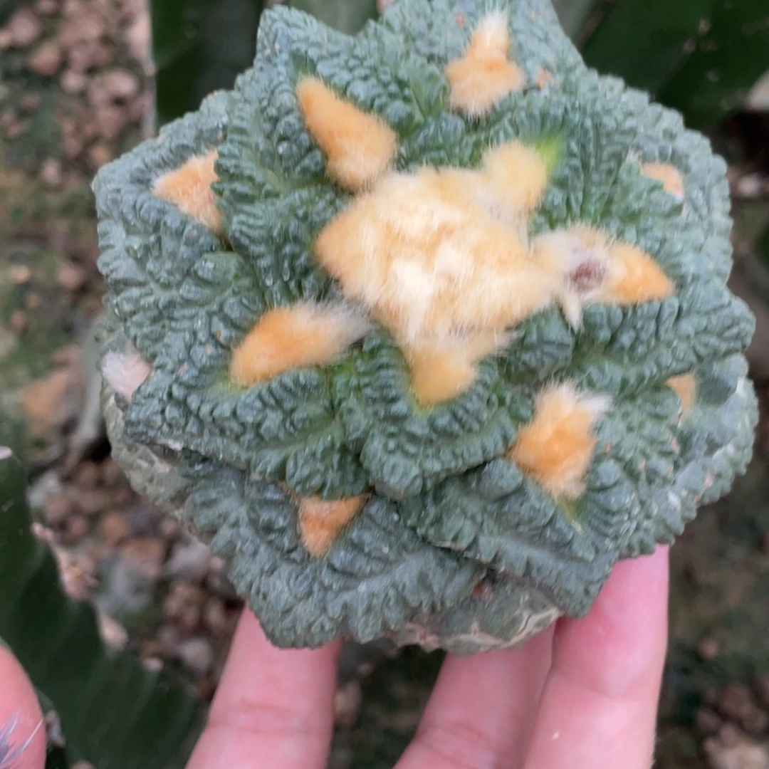 小***衣全部花朵金毛 龟甲吗仙人球开花