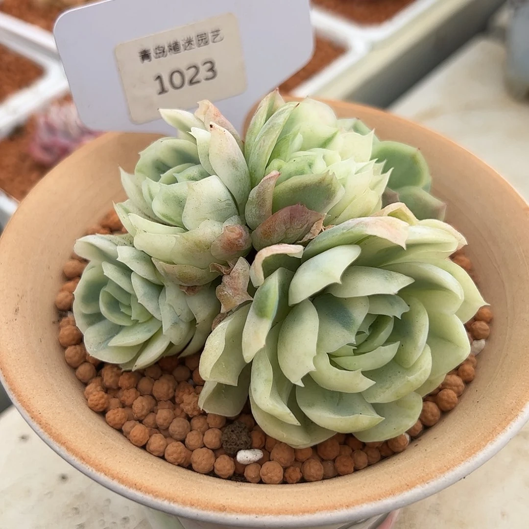 1023冰梅锦五头多肉植物