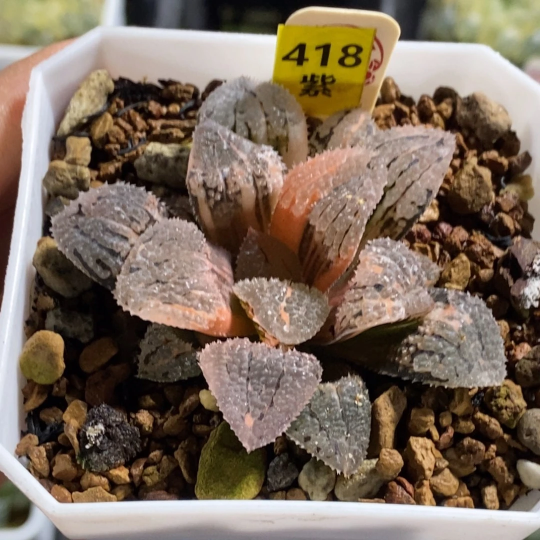 418号具味城锦多肉