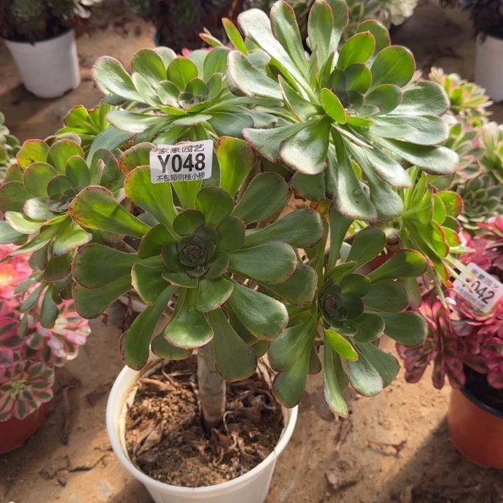 048维锦官服35左右2