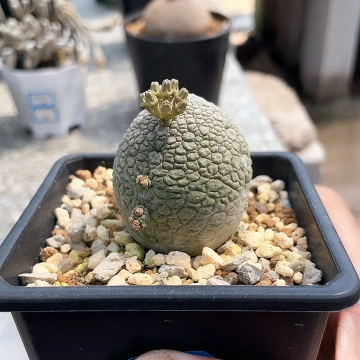 凝蹄玉666666666666