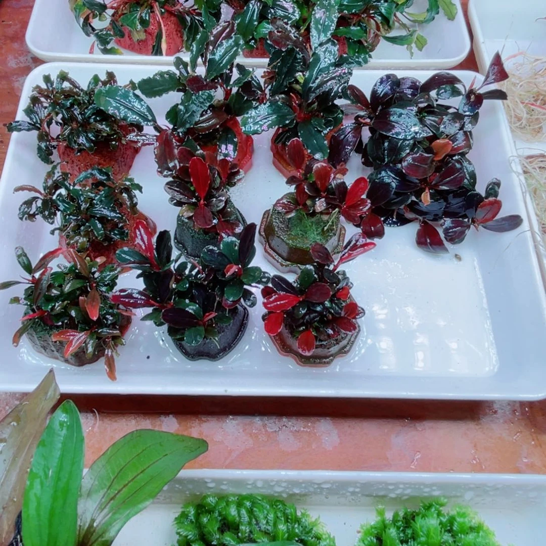 镜***月n'e'o高端辣椒榕精品多头