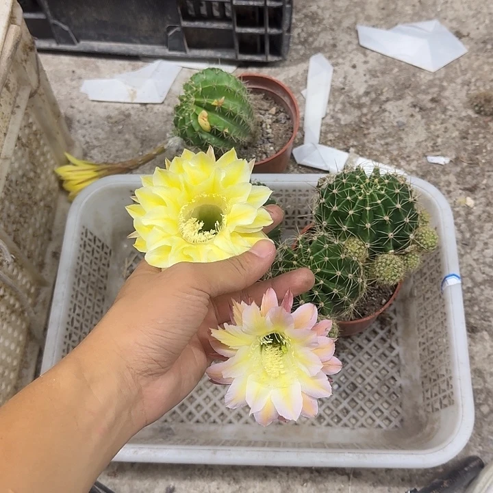 (***)无花朵彩草哈哈哈哈哈哈哈