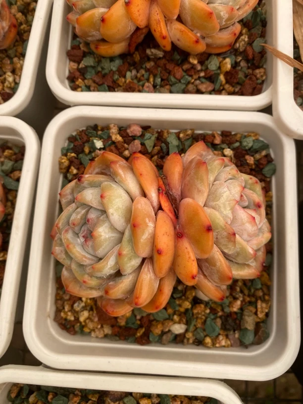 石榴籽多肉双头精控12㎝盆参考