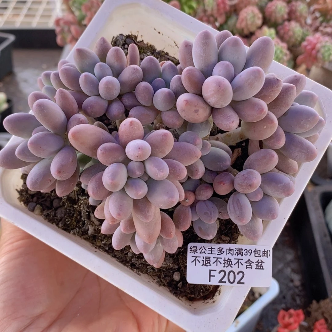 汤圆老桩12cm202多肉植物