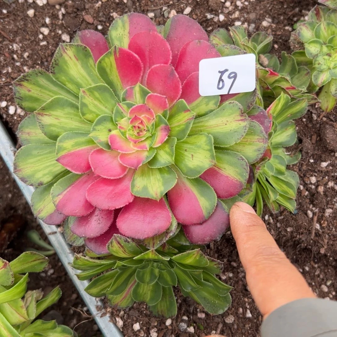 69知否多肉植物系