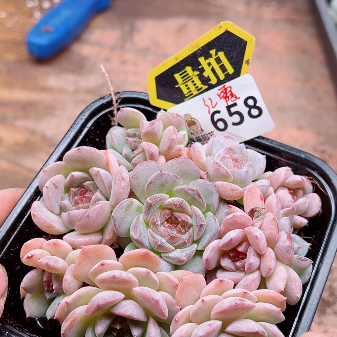 多肉植物多肉植物
