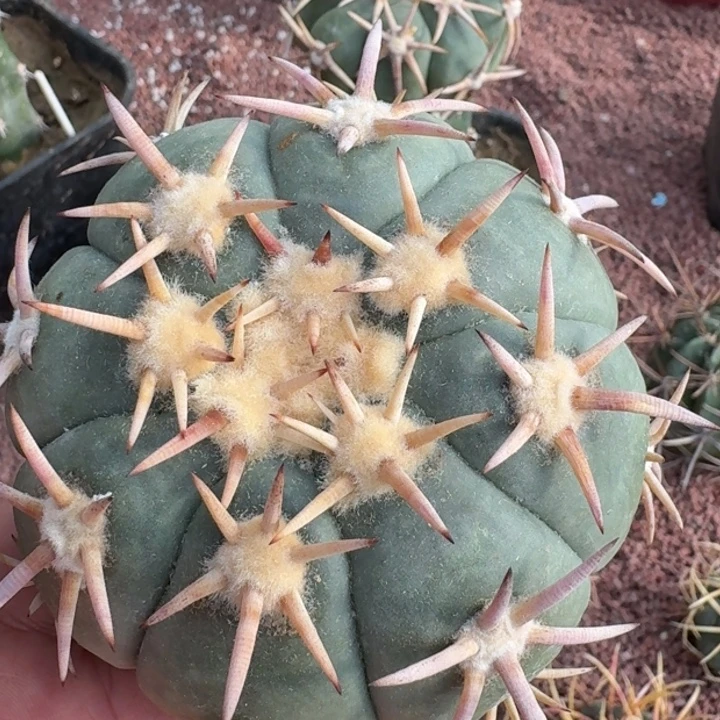 翠平丸微根6666666