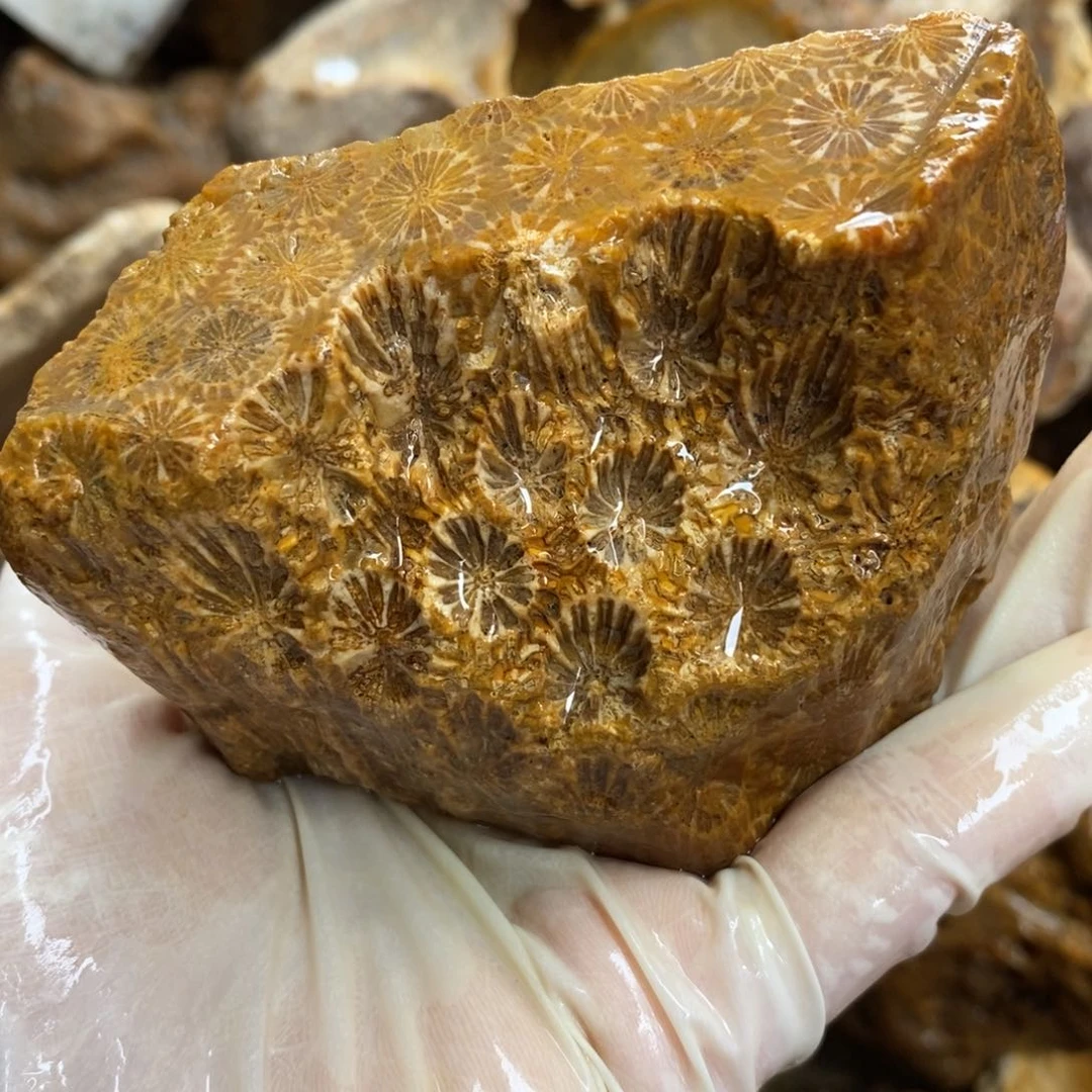 【闪购商品】硅化玉颈饰未镶嵌