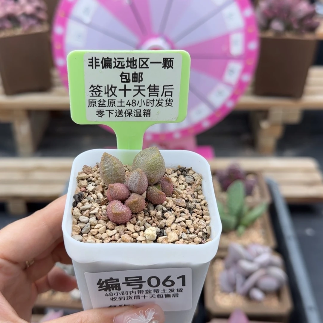 061暗恋多肉植物