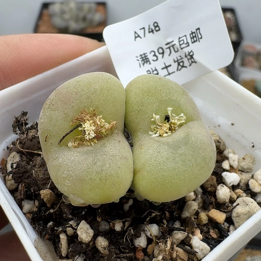 748多肉哈哈哈哈哈