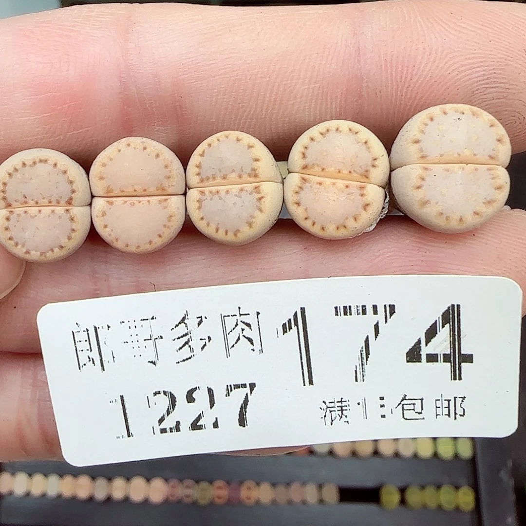 满满18包邮1227-174