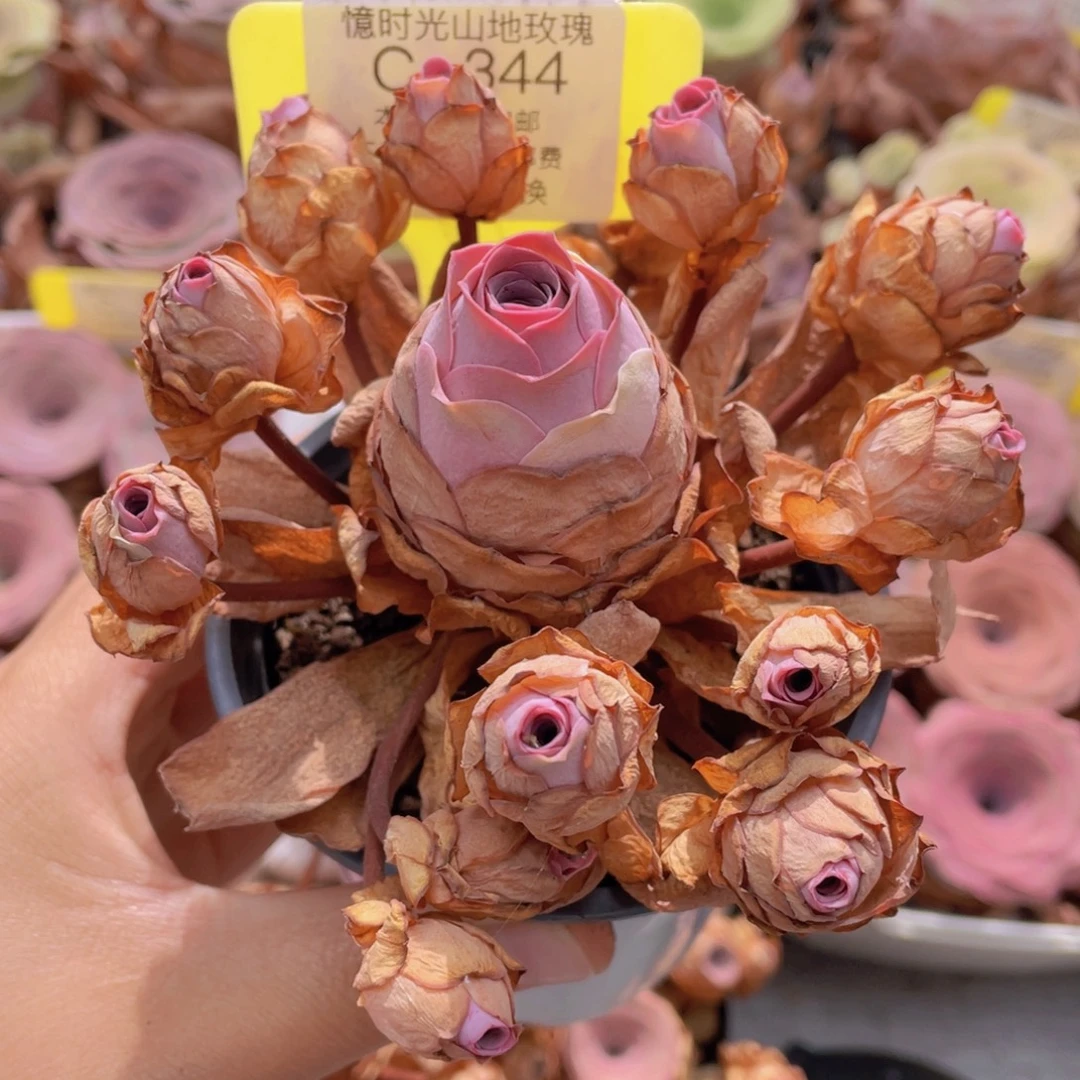 山地玫瑰C344满38包邮裸根发货