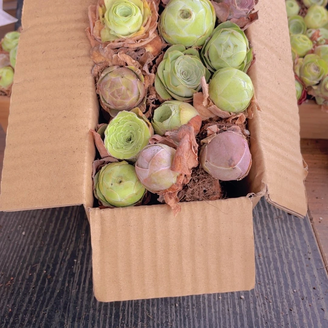 保底三十颗以上量拍