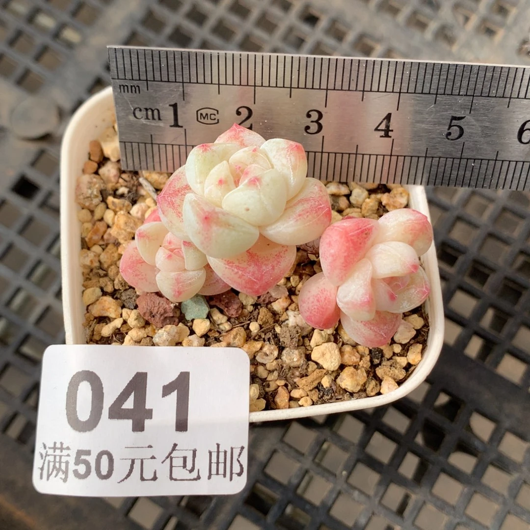 41。三头飘枝小脸冰玉。