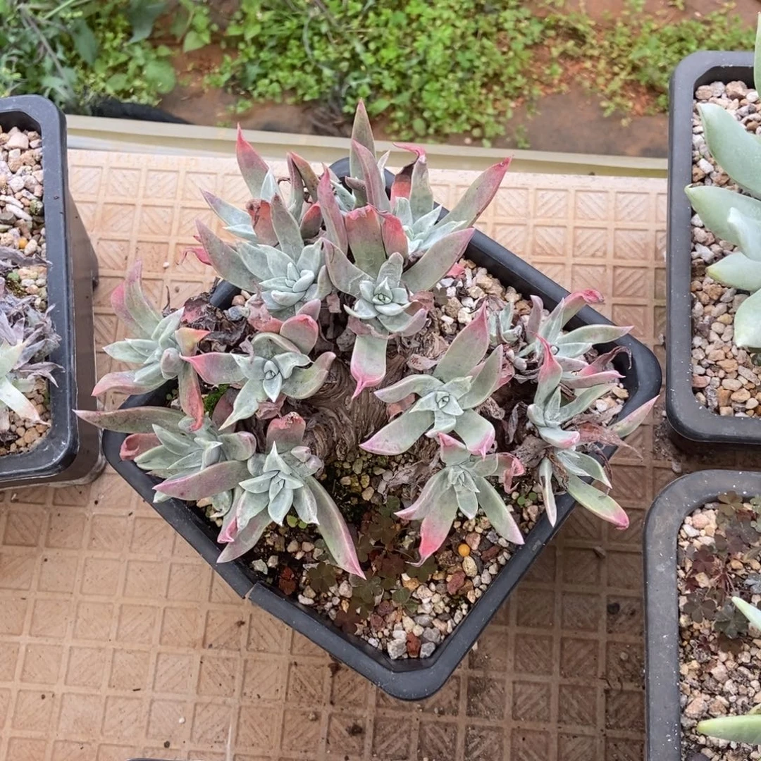 海瑟多肉植物啦啦啦