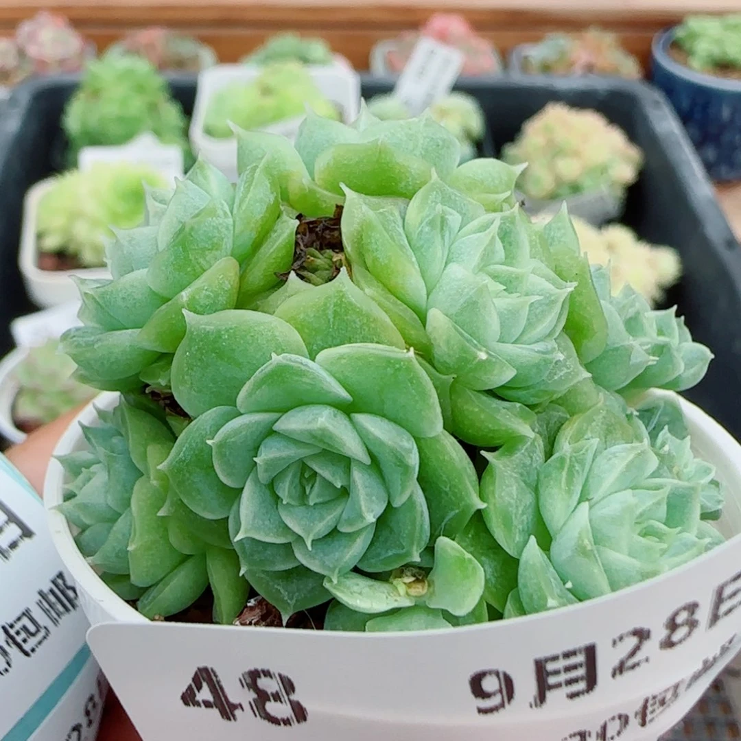 ****茶花语逸镜0928-48散