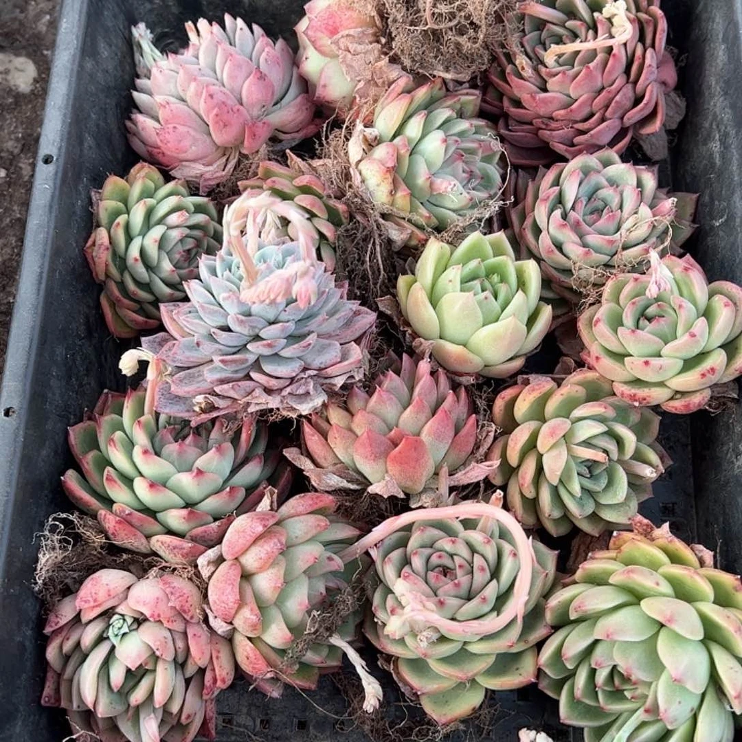 直播福利一物一拍113