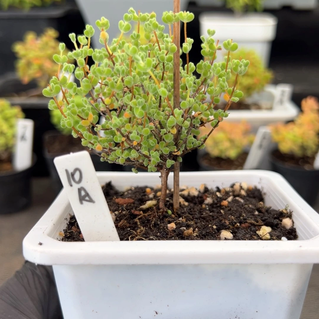 实生莱斯10号10厘米盆