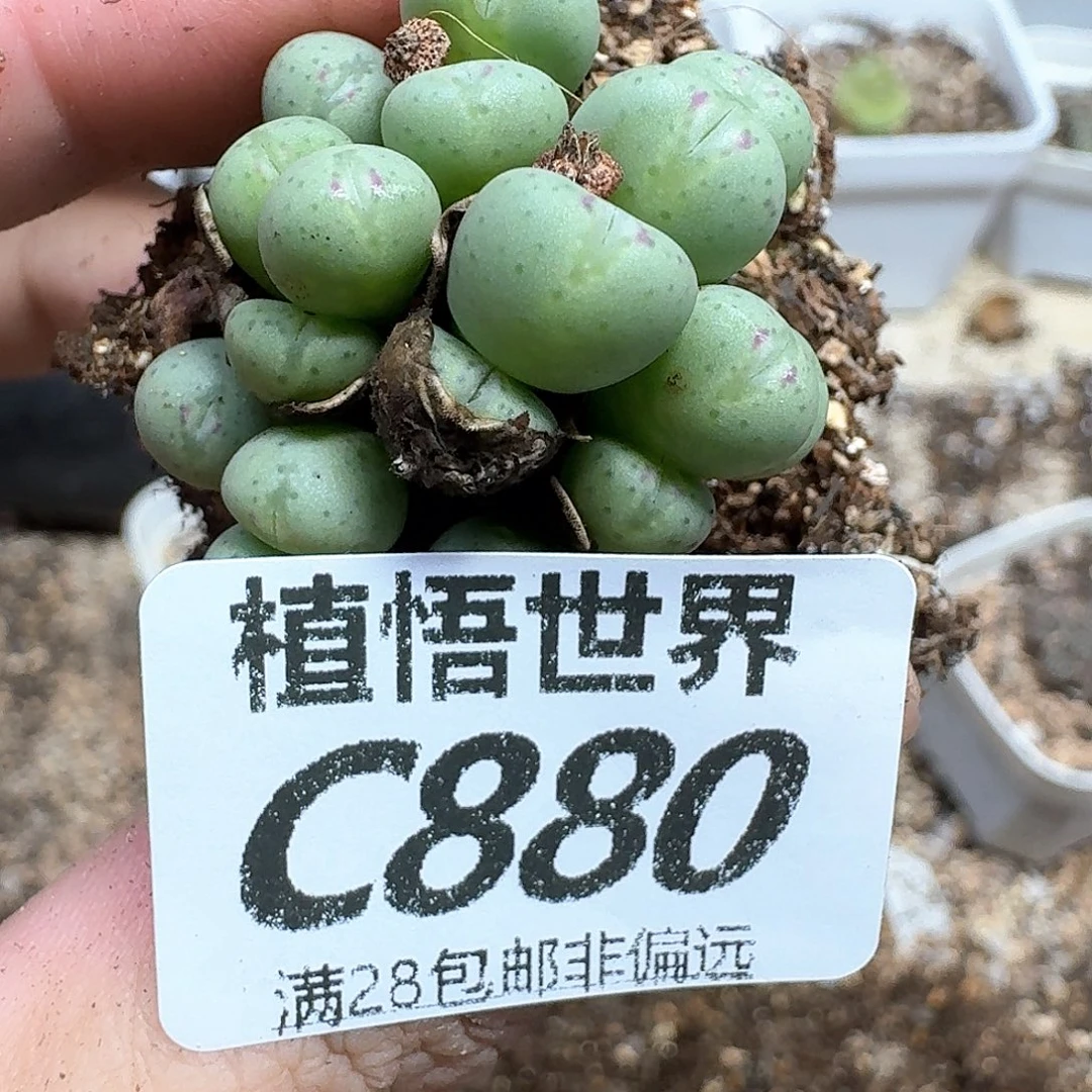 多肉植物的动作地方