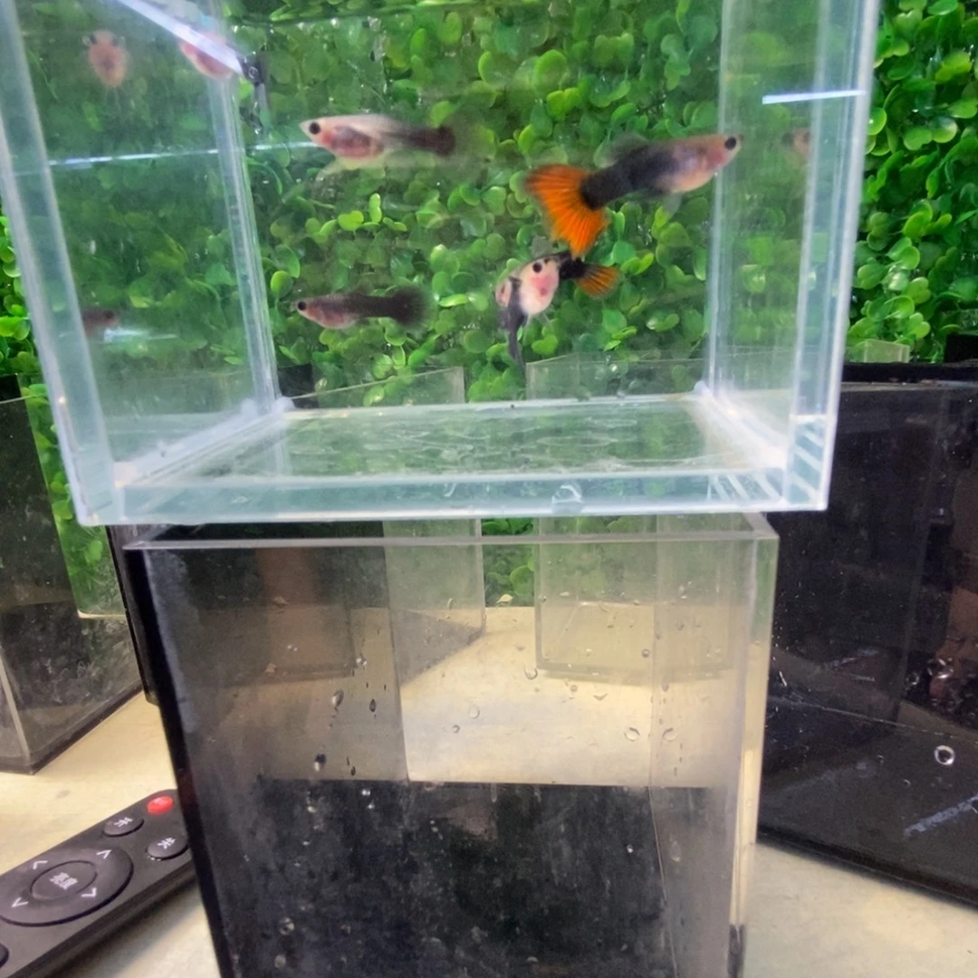 孔雀鱼歪瓜裂枣六条