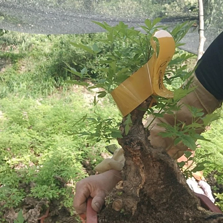 四***，当前无花栽培后可以开花