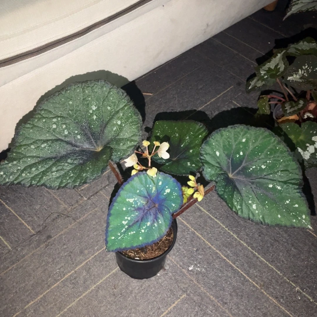 无花朵晨露（最后一盆