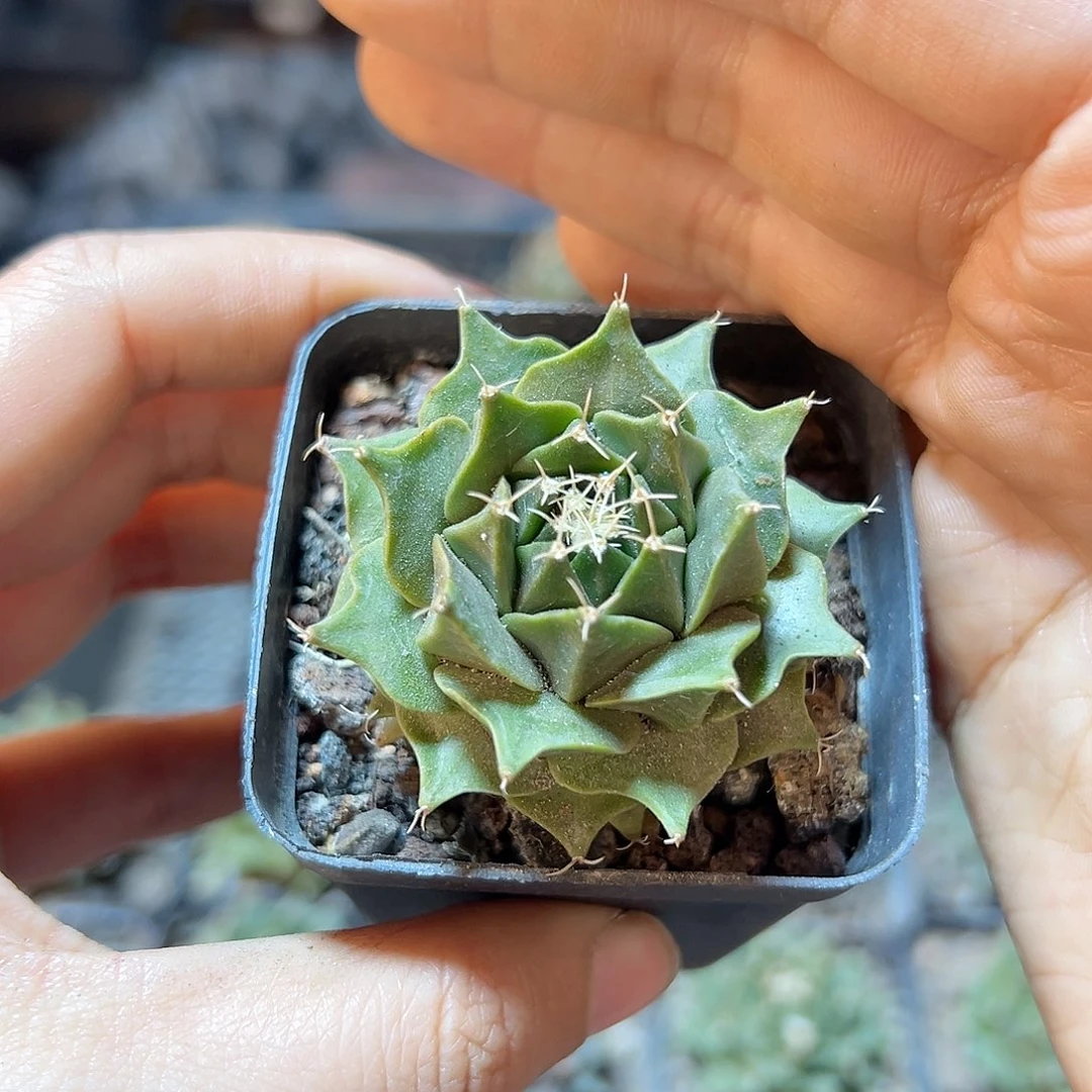 实生帝冠4.5公分