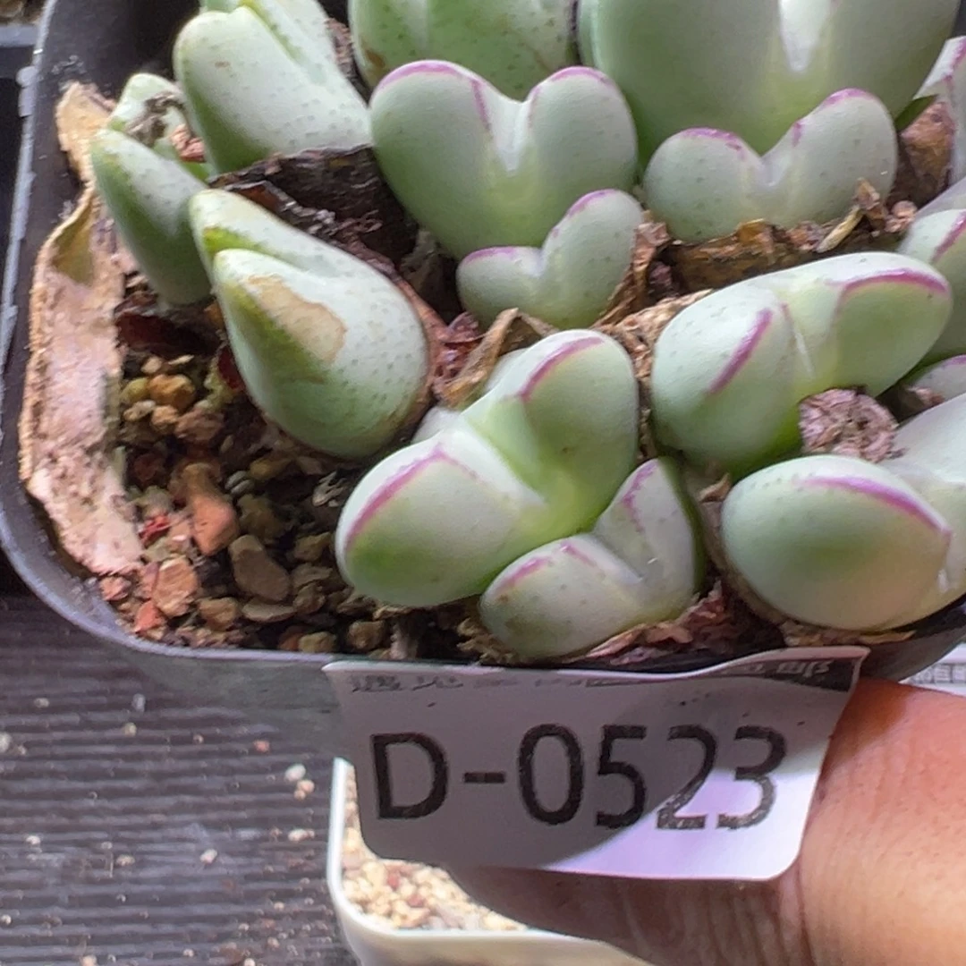 多肉植物1111111111