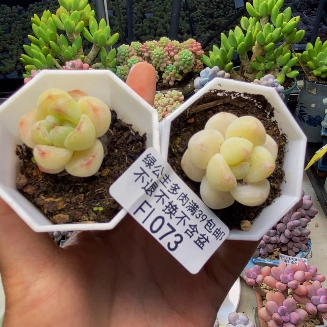 073珍妮冰玉多肉两颗