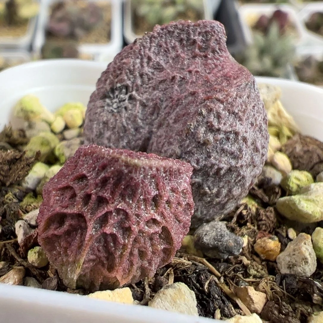 实生新品粗狂网格纹大苗多肉植物水泡