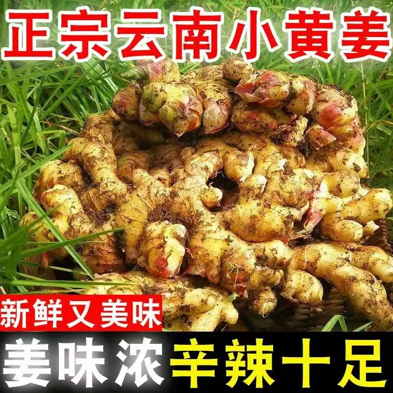 爆款小黄姜新姜3斤5斤9斤净重[云南现挖现发新姜]姜香浓郁用处多