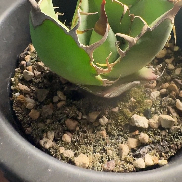 无花朵龙舌兰仁王冠籽播