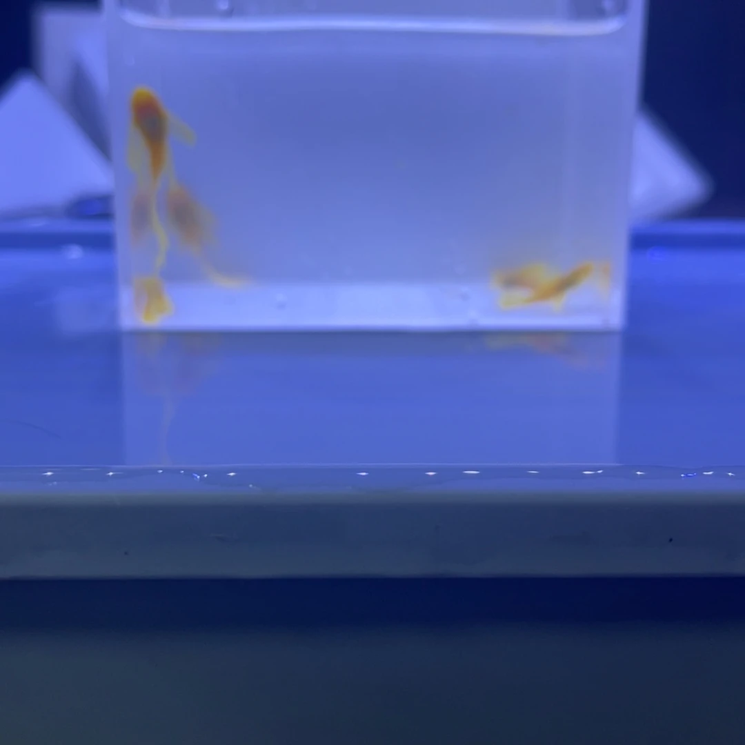 孔雀鱼大帆5条开箱视频报损
