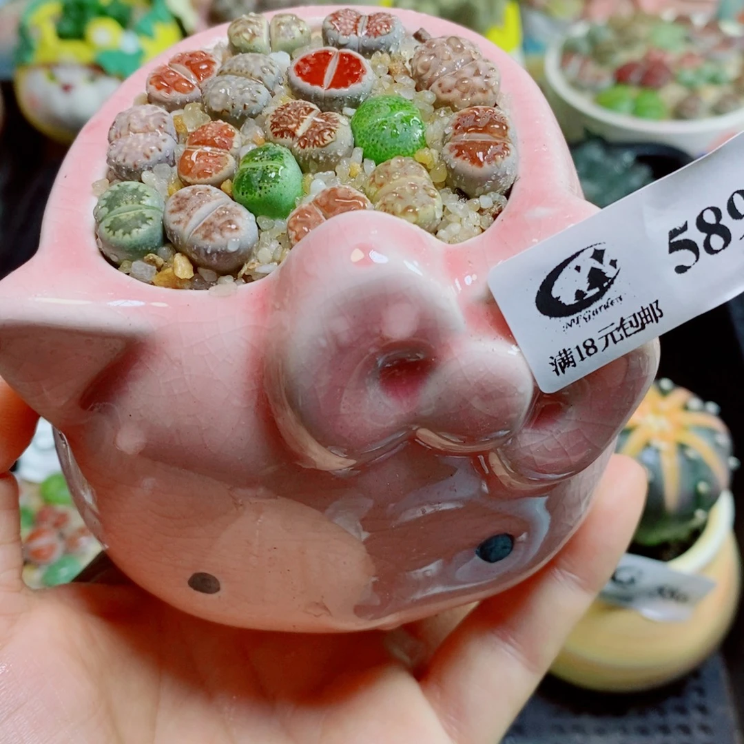 生石花花花花花花花花589