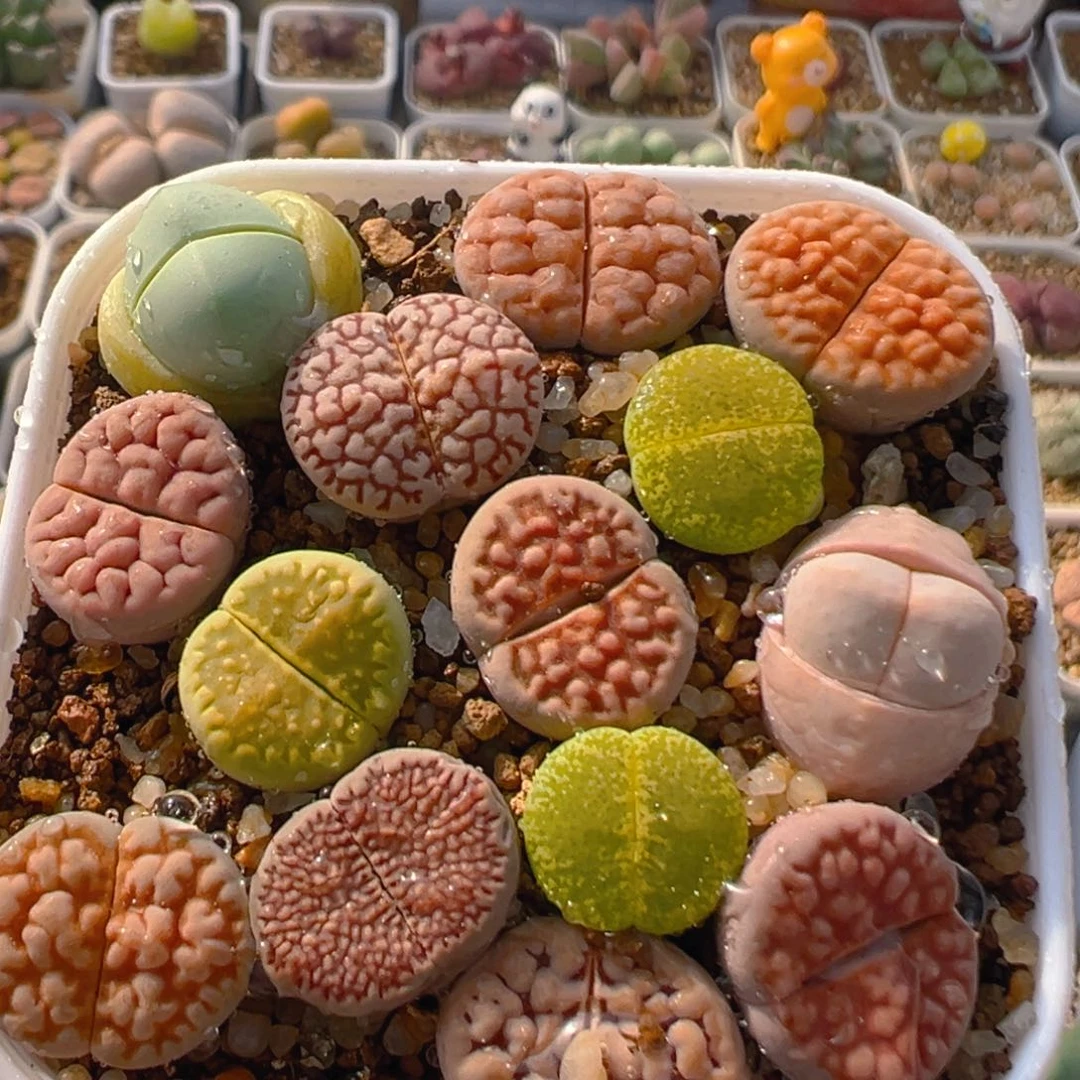 71多肉植物百科知识