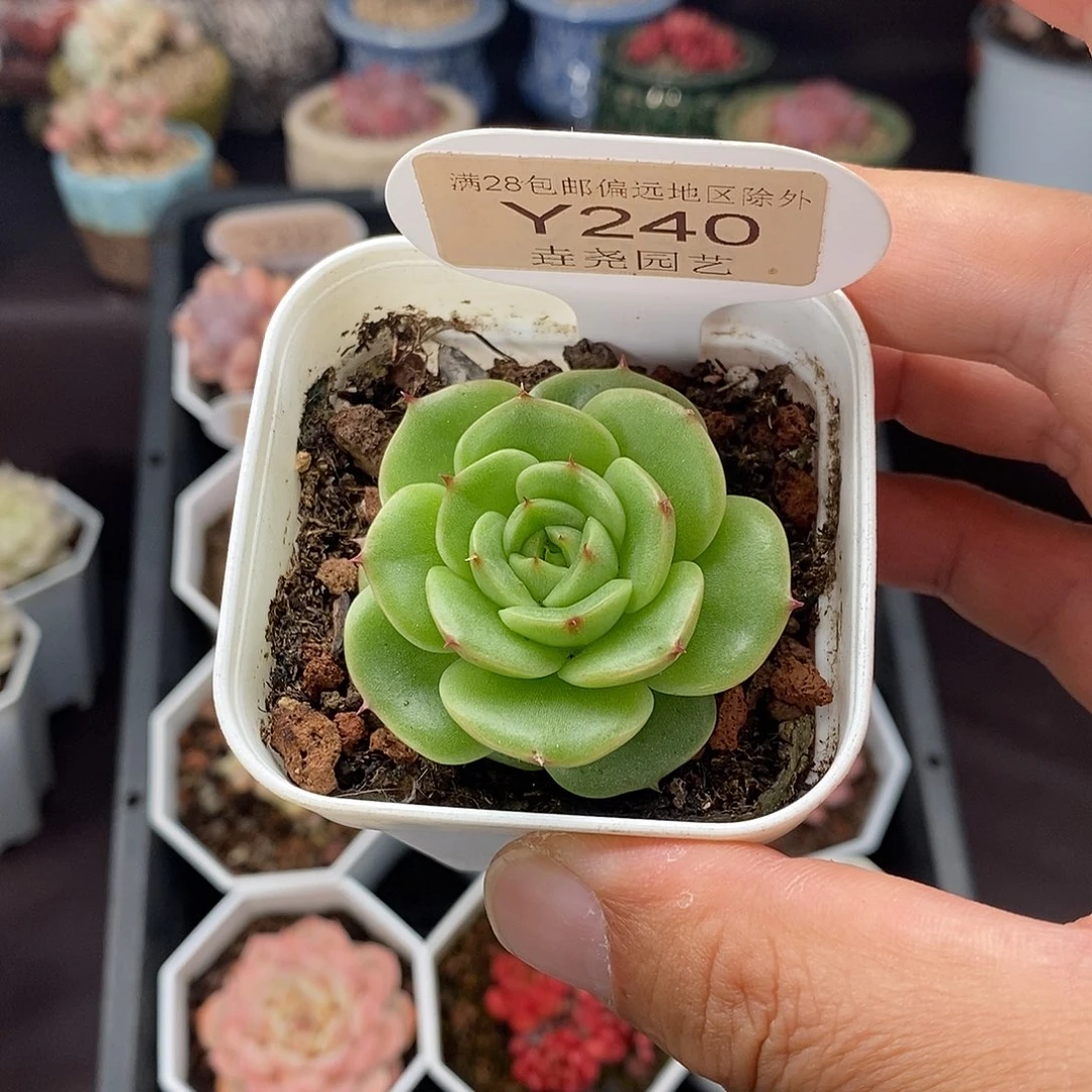 杨***九0240 圆麦单头 4.5cm