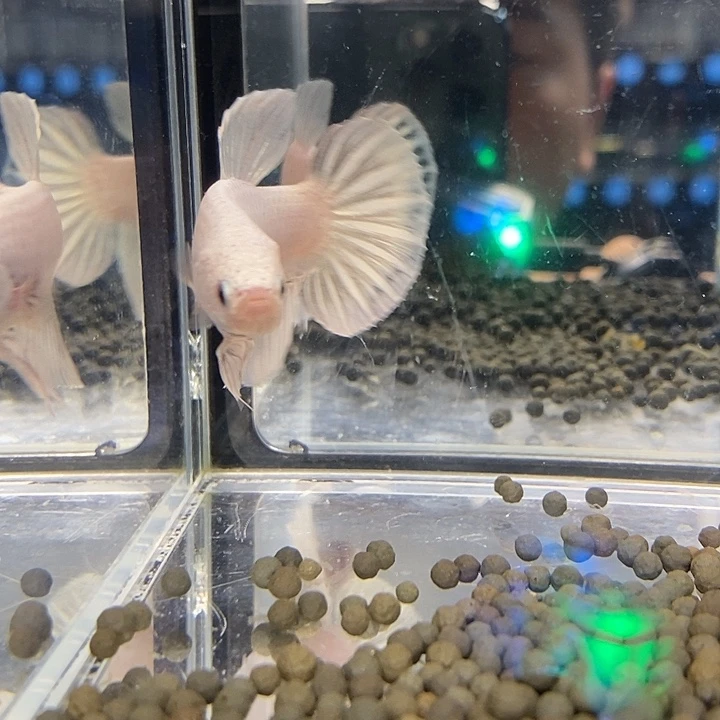 斗鱼黑105号巨丢将军