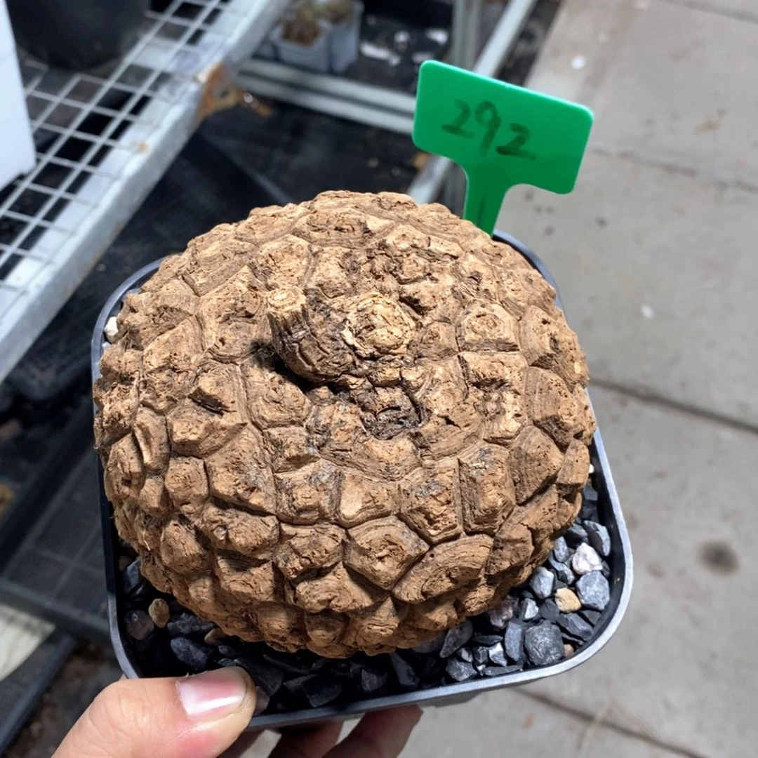 龙甲龟多肉植物一个