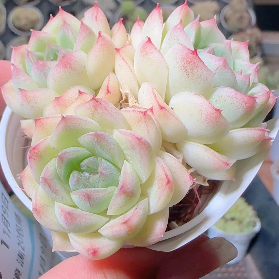 花语逸镜1109-318散