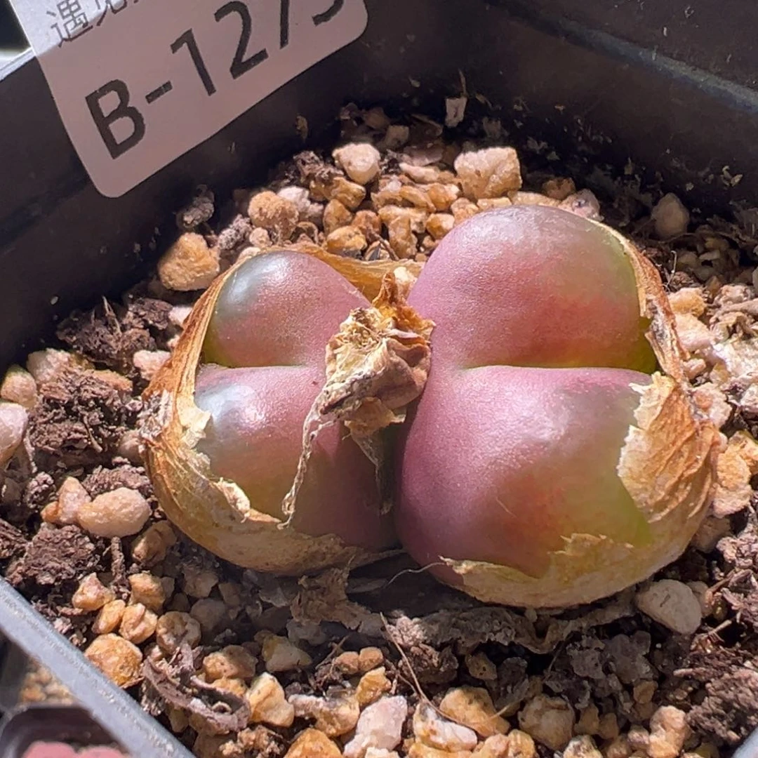 多肉植物111111111111